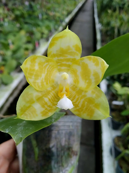 Phalaenopsis (Yaphon Yellow Bloom x Chang Maw Jade).jpg