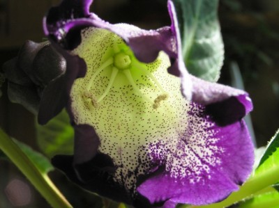 Тигра распускается