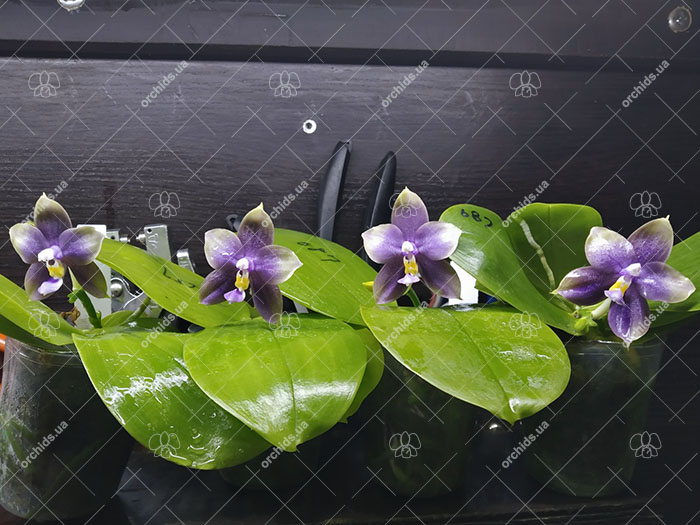 Phalaenopsis Mituo Blue Bear 'Mituo #1'.jpg