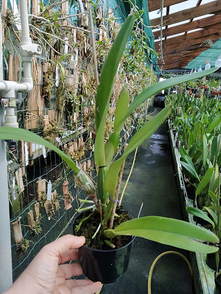 Cattleya trianae concolor 'Ocri 730' x concolor 'Zulu'.jpg