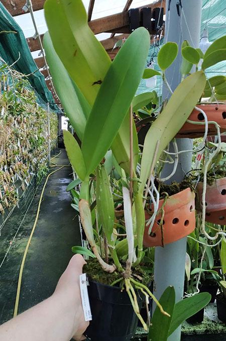 Cattleya trianae (alba x coerulea).jpg