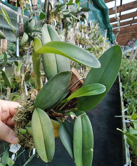 Cattleya schilleriana coerulea.jpg