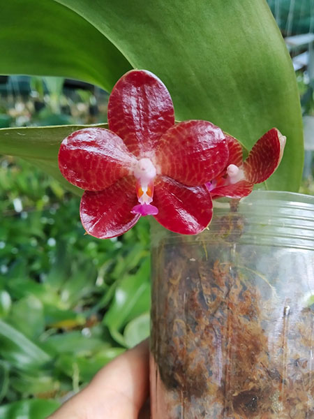 Phalaenopsis gigantea 'MS' x (Ld's Bear King x javanica) Red.jpg
