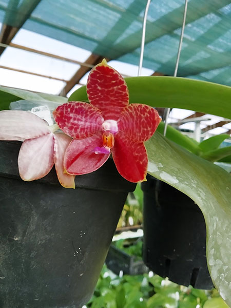 Phalaenopsis Mainshow Tiger (cross plants).jpg