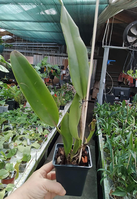 Cattleya dowiana 'Katia' x self.jpg