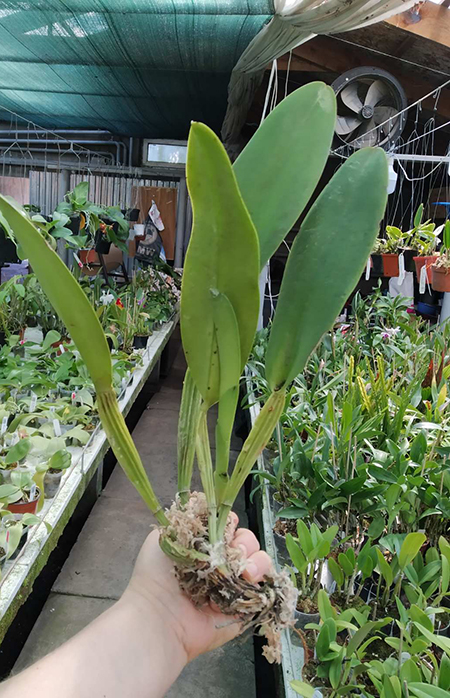 Cattleya rex 'Katia' x self.jpg