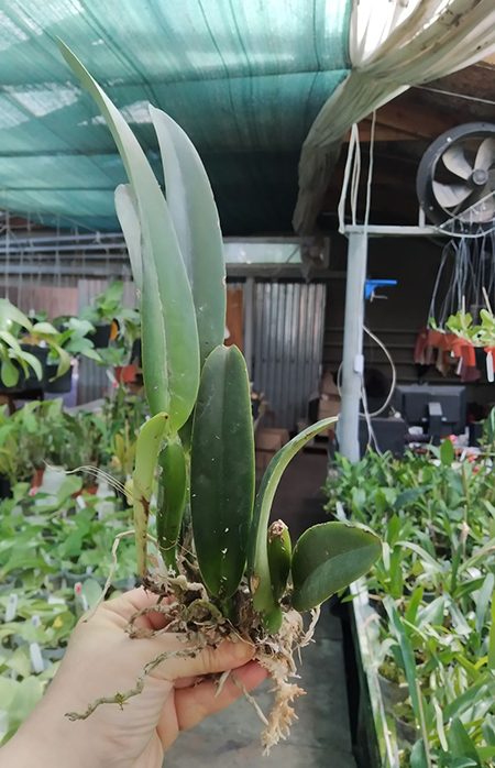 Cattleya maxima 'Katia' x self.jpg