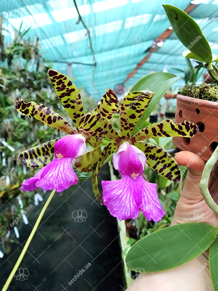 Cattleya aclandiae aurea 'Luiza' x albescens (Caliman).jpg