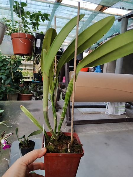 Cattleya lueddemanniana tipo ('Haide' x sib) x coerulea 'Giovani Bordini'.jpg