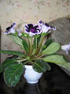 Названий не знаю к сожалению, но это не и не очень важно для меня, красивая и ладно