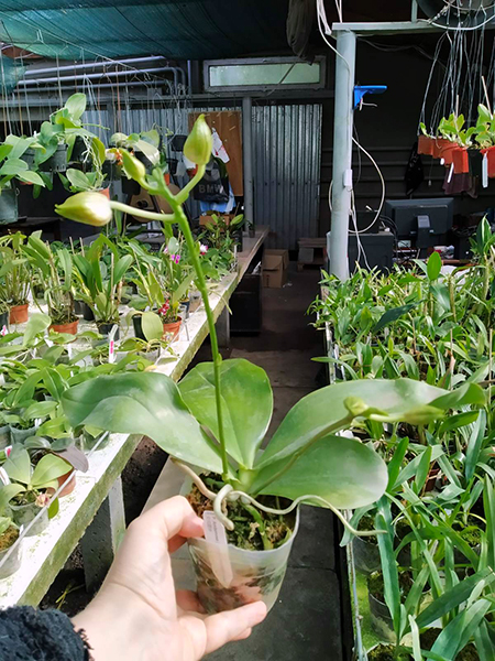 Phalaenopsis Ambonosa (venosa 'Darl Red' x amboinensis 'Yellow River').jpg