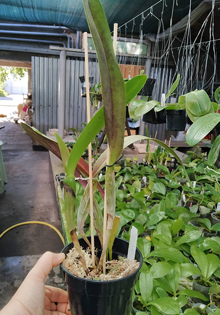 Laelia perrinii alba 'AM' x Laelia perrinii alba 'RK'.jpg