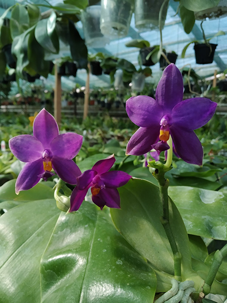 Phalaenopsis violacea indigo 'KF#1'.jpg