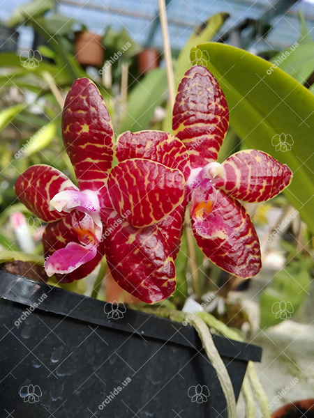 Phalaenopsis Red Jaguar (Phalaenopsis Hsu Li-Shian x Phalaenopsis gigantea).jpg