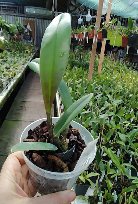 Brassolaeliocattleya Chia Lin x Brassavola digbyana.jpg