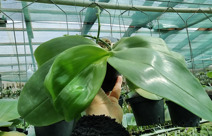 Phalaenopsis Giant Passion x Zheng Min 'Hazel'.jpg