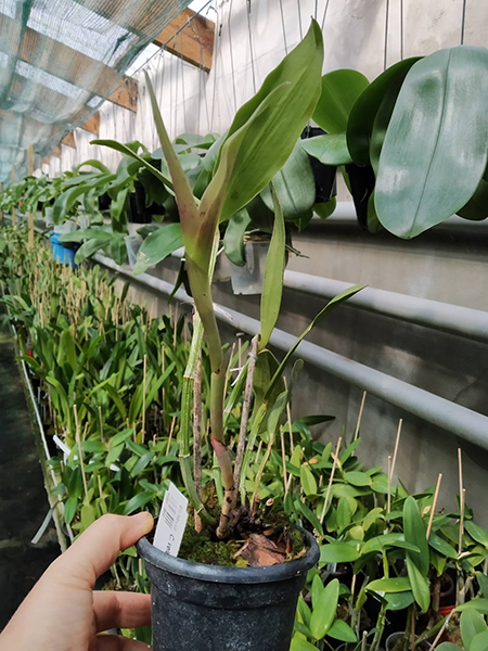 Cattleya velutina (RZ).jpg