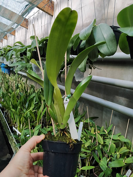 Cattleya warscewiczii semi-alba 'Orchiflaged' x semi-alba.jpg