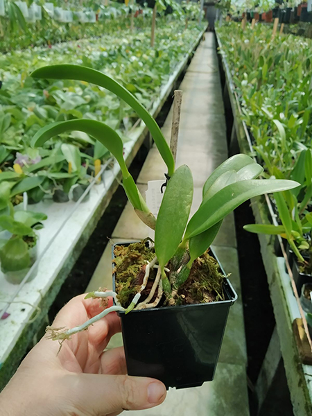 Laelia pumila coerulea 'AT' x coerulescens 'Cochetto'.jpg