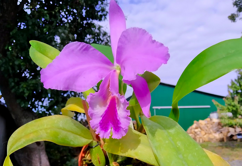 Cattleya warneri tipo (EX16 x EX7).jpg