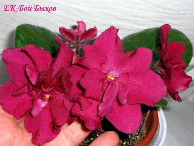 -Бой Быков.JPG