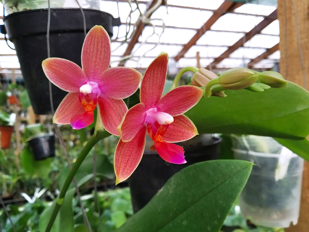 Phalaenopsis Giant Passion x Zheng Min 'Hazel'.jpg