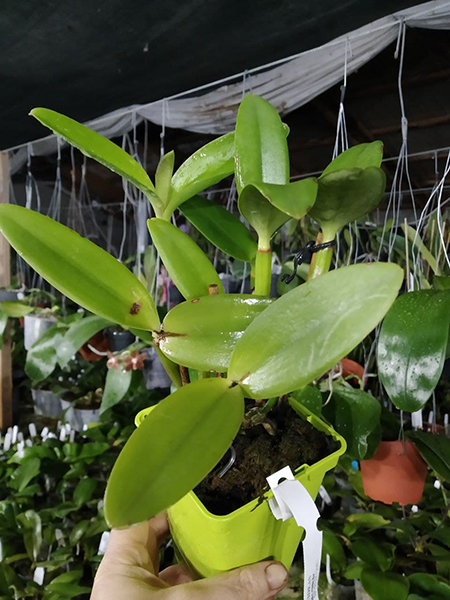 Cattleya loddigesii (punctata 'Sta Cruz' x pelorica).jpg