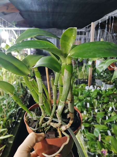 Cattleya intermedia orlatao 'AWZ' x intermedia 'Quantum'.jpg