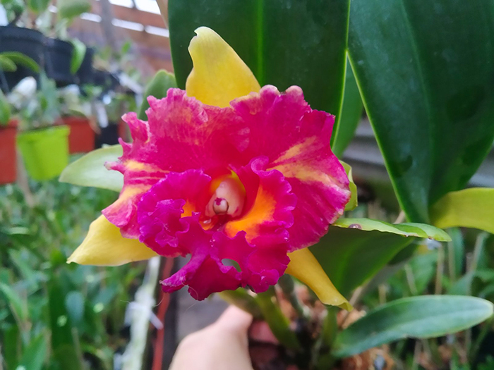 Rhyncholaeliocattleya Siam Fancy 'Scarlet Needle'.jpg