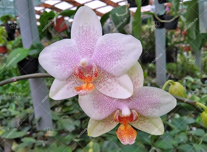 Phalaenopsis Joy Spring Venus x Philishill.jpg