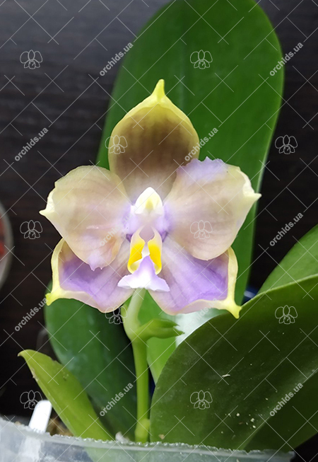 Phalaenopsis Tzu Chiang Tetralitz x Mituo Reflex Dragon.jpg