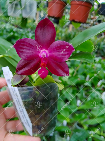 Phalaenopsis Kingfisher's Kaiulani Passion 'LD-Red' x Mituo Ambo 'Mituo #1'.jpg