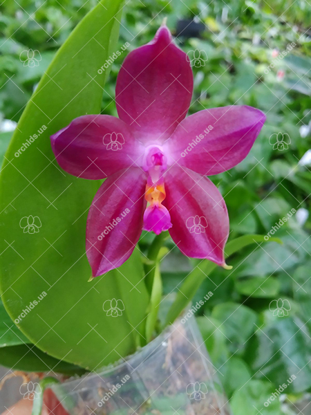 Phalaenopsis Mituo Princess 'Black Beauty' x (speciosa x Mituo Prince) 'Taro purple'.jpg