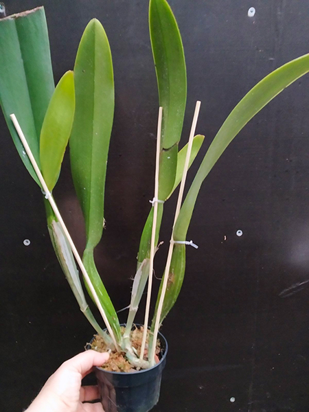 Cattleya mossiae semi-alba (CR).jpg