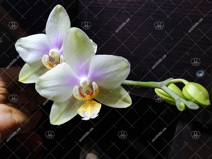 Phalaenopsis Joy Spring Venus x Philishill.jpg