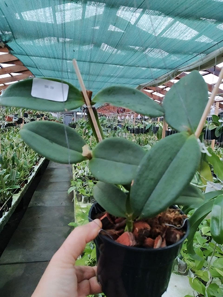 Cattleya schilleriana 'Chapeu 3' x 'Guarapari'.jpg