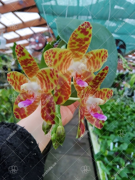 Phalaenopsis Giant Passion x Zheng Min 'Hazel'.jpg