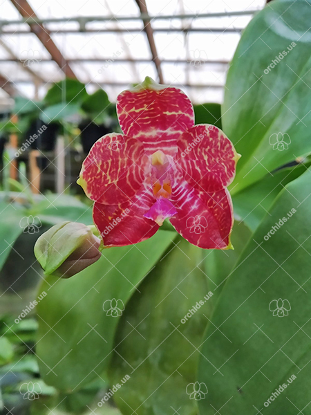 Phalaenopsis Joey 'Yu Fu' x Kung's Red Cherry 'Jon'.jpg