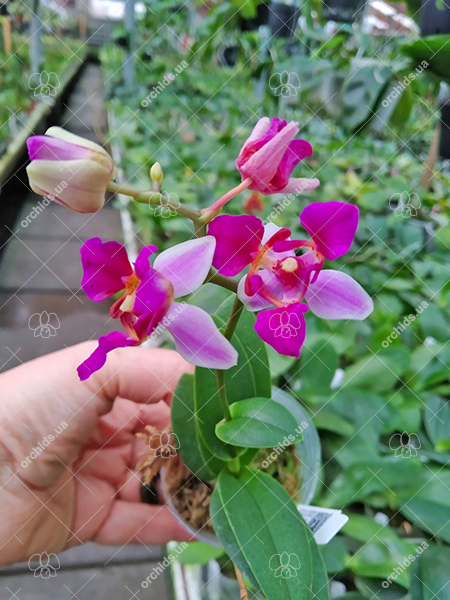 Phalaenopsis equestris var leacopsis 'Anne'.jpg