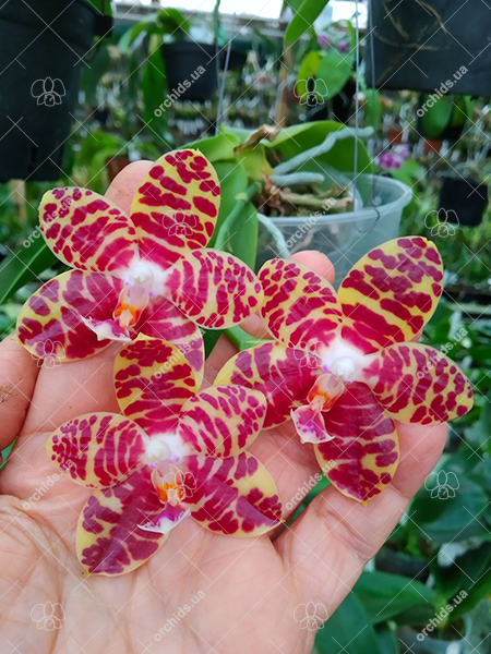 Phalaenopsis Zheng Min Yew x Giant Passion 'OK#2'.jpg