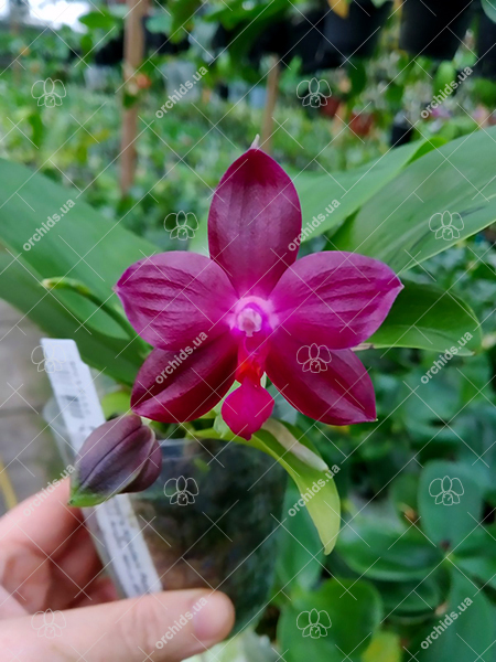 Phalaenopsis Kingfisher's Kaiulani Passion 'LD-Red' x Mituo Ambo 'Mituo #1'.jpg