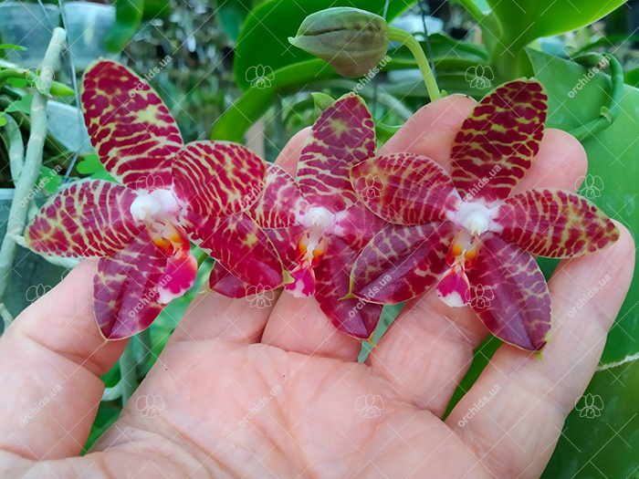 Phalaenopsis Zheng Min Yew x Giant Passion 'OK#2'.jpg