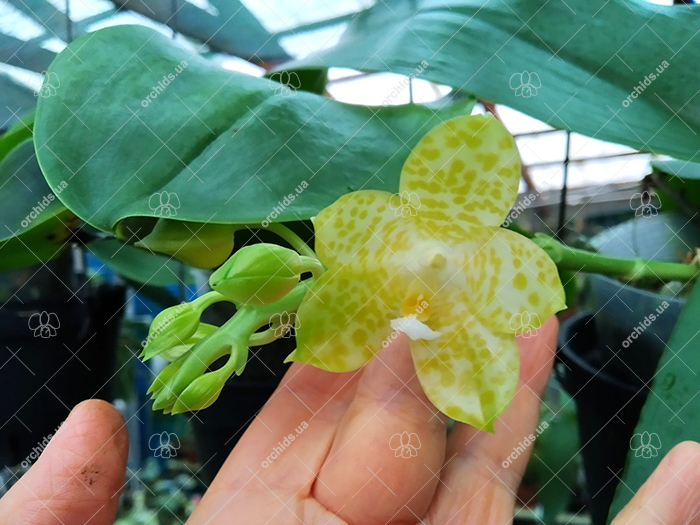 Phalaenopsis Lyndon Waltz x gigantea alba 'Tai Wei'.jpg
