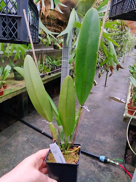 Cattleya dowiana 'Katia' x self.jpg