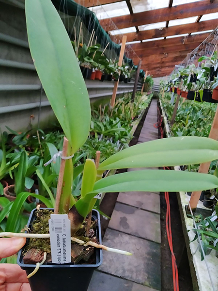 Cattleya labiata amesiana '438' x concolor '378' ( tipo mosca).jpg