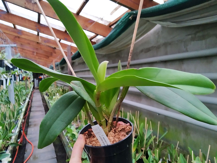 Cattleya warneri coerulea 'Suzuki' x schilleriana coerulea.jpg