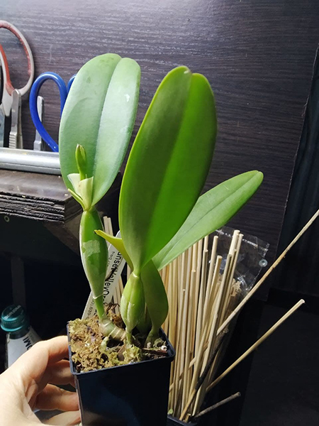 Potinara William Farrell 'Native Son' 3421 x Brassolaeliocattleya Hawaiian Discovery 'Fluorescent Orange'.jpg