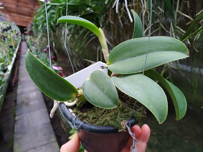 Cattleya walkeriana semi-alba (aquini 'Sano' x aquini 'Gloriosa') x perola 'Maravilha'.jpg