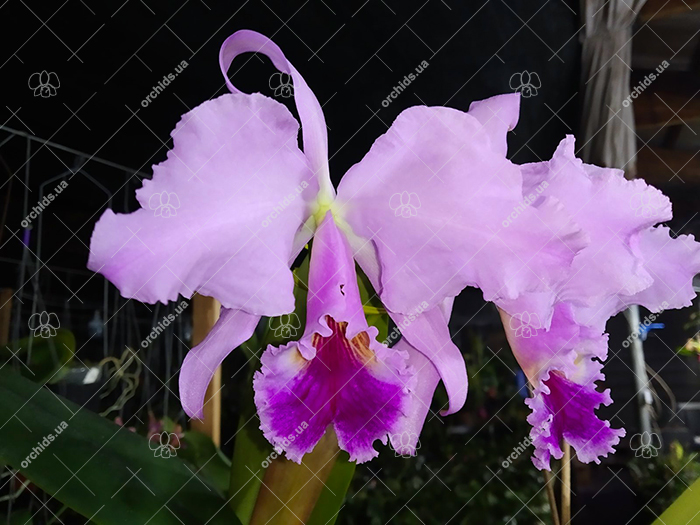 Cattleya jenmanii 'Boliva' x Cattleya jenmanii rubra 'Serra Negra'.jpg