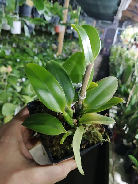 Laelia praestans (rubra 'Tormenta' x escura 'Bella').jpg